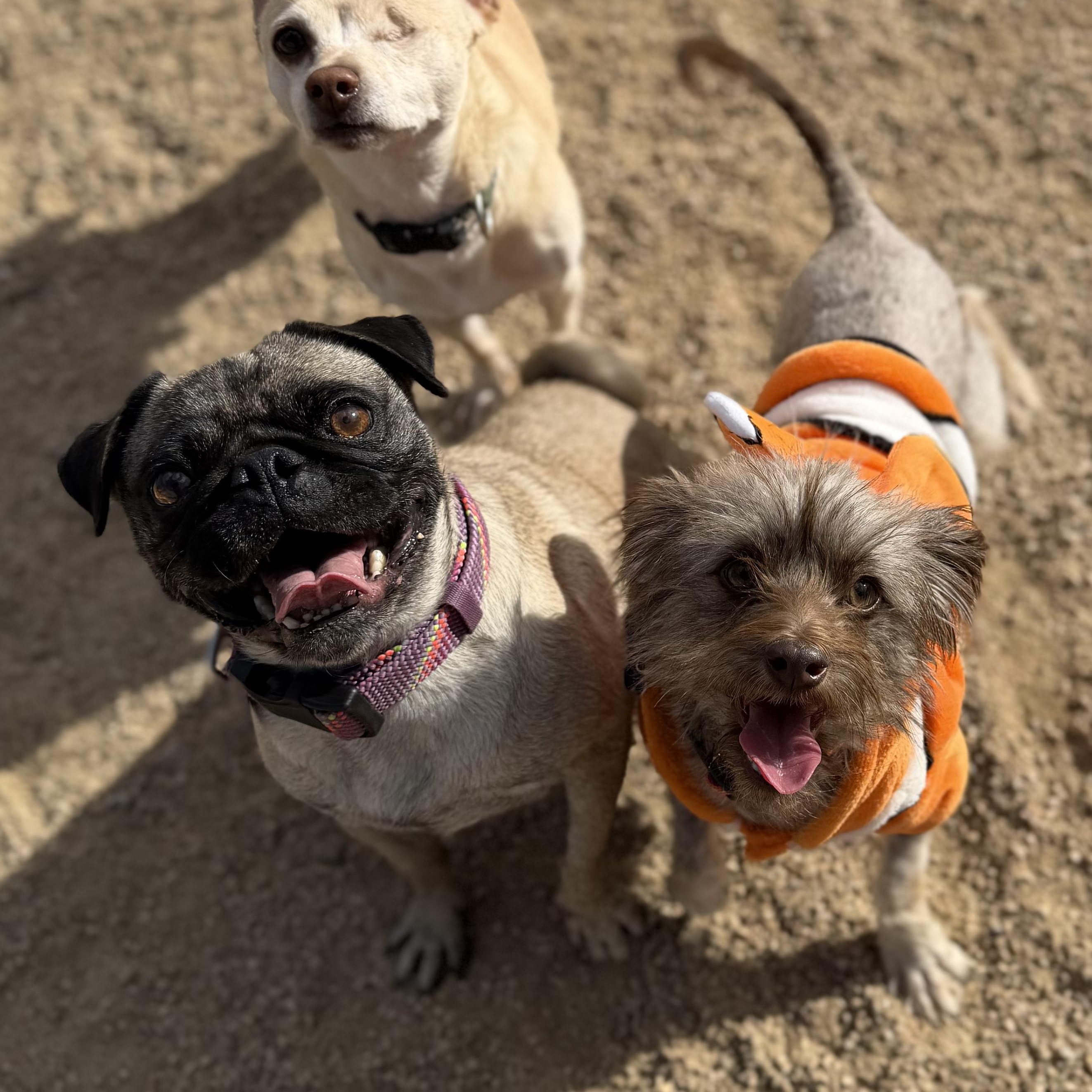 Enlarge Aunt Lana, a ADOPTABLE Pug in Goodyear, AZ image 3/4