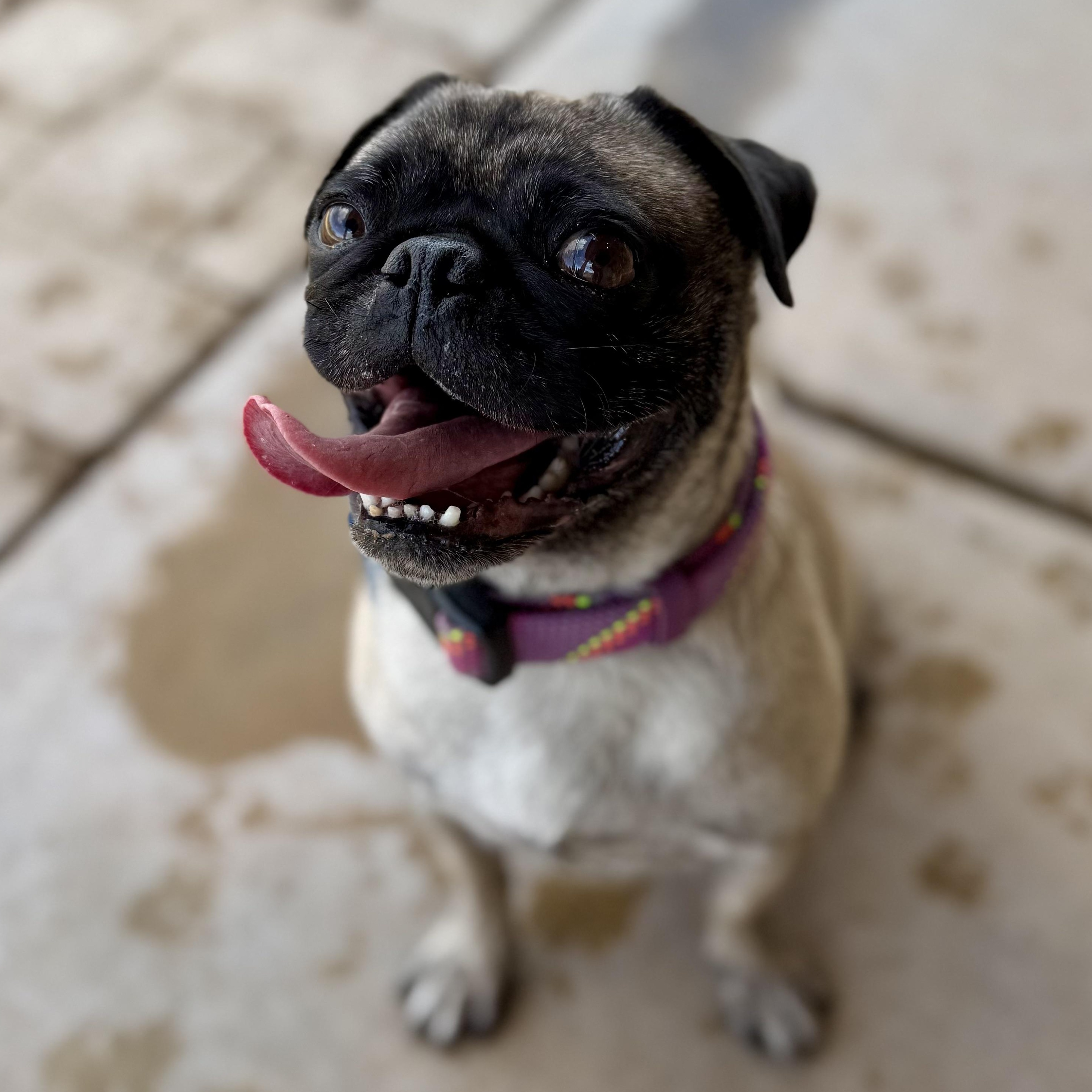 Enlarge Aunt Lana, a ADOPTABLE Pug in Goodyear, AZ image 4/4
