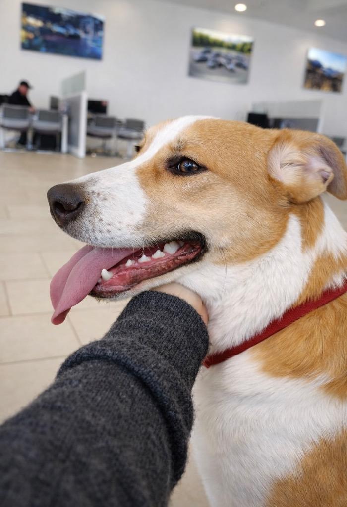 Enlarge Kirby - CT Foster, a Adoptable mixed breed in Princeton, MA image 2/6