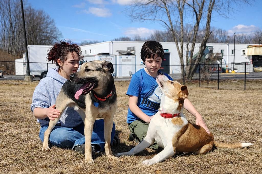 Enlarge Kirby - CT Foster, a Adoptable mixed breed in Princeton, MA image 3/6