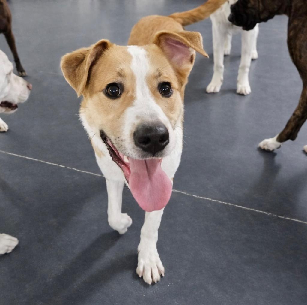 Enlarge Kirby - CT Foster, a Adoptable mixed breed in Princeton, MA image 4/6