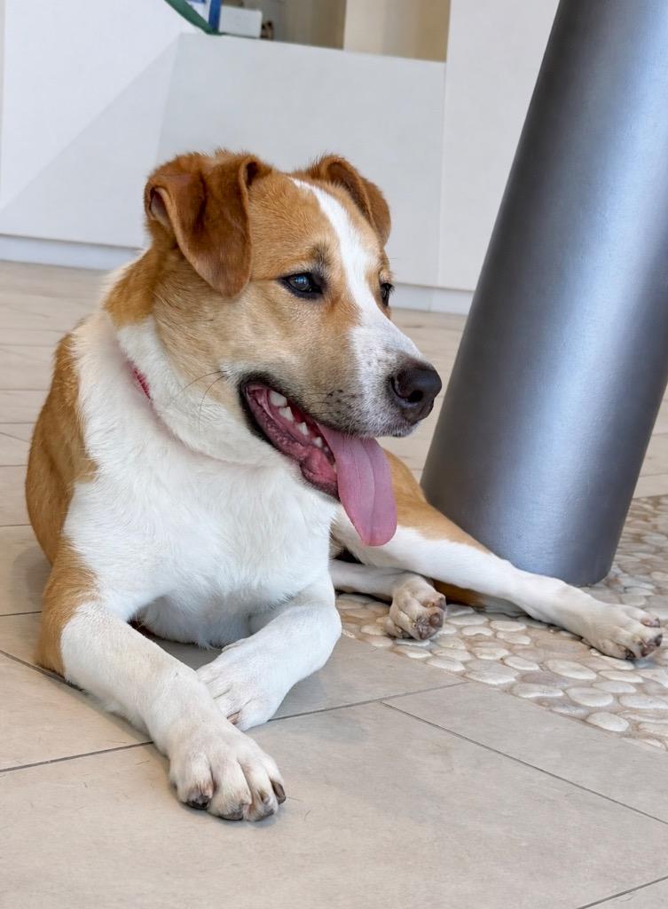 Enlarge Kirby - CT Foster, a Adoptable mixed breed in Princeton, MA image 5/6