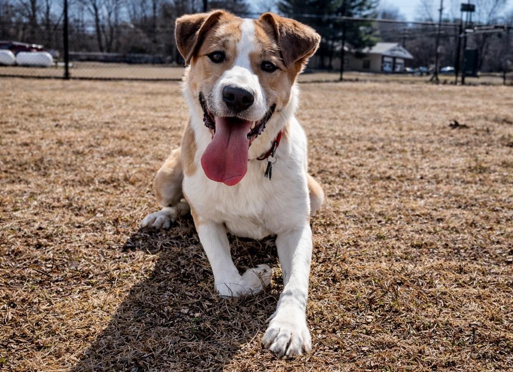 Enlarge Kirby - CT Foster, a Adoptable mixed breed in Princeton, MA image 6/6