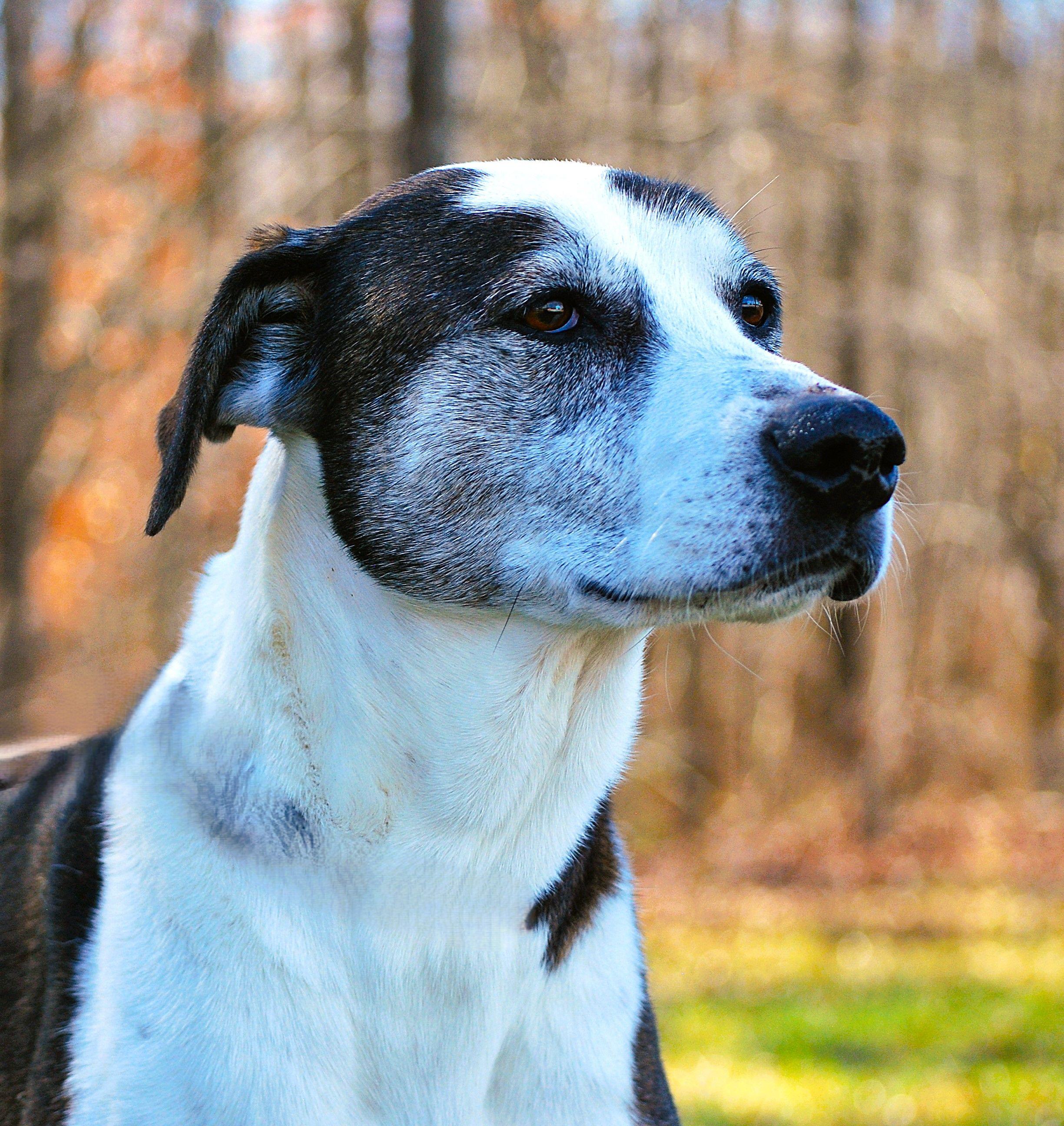 Joy, a Adoptable mixed breed in manchester, TN image 4/4