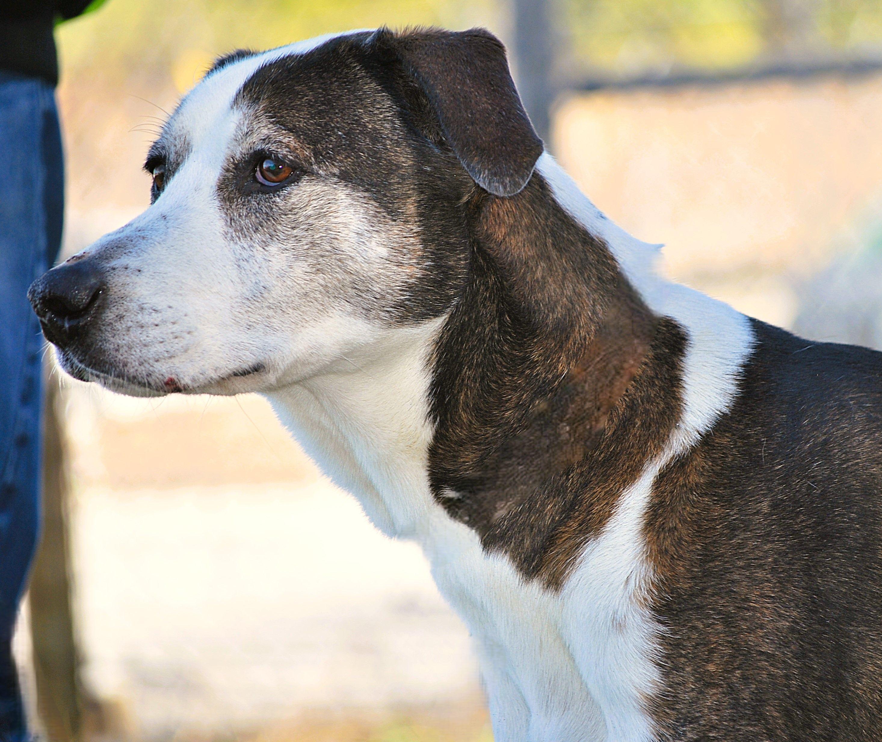 Joy, a Adoptable mixed breed in manchester, TN image 3/4