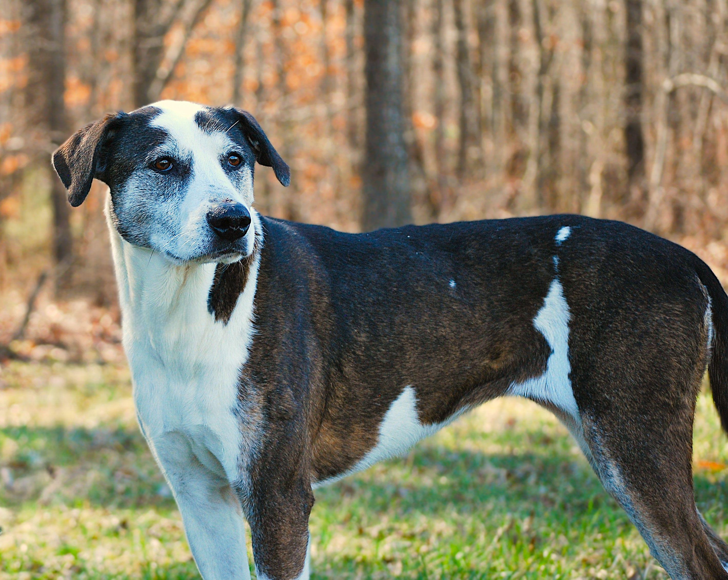 Joy, a Adoptable mixed breed in manchester, TN image 2/4