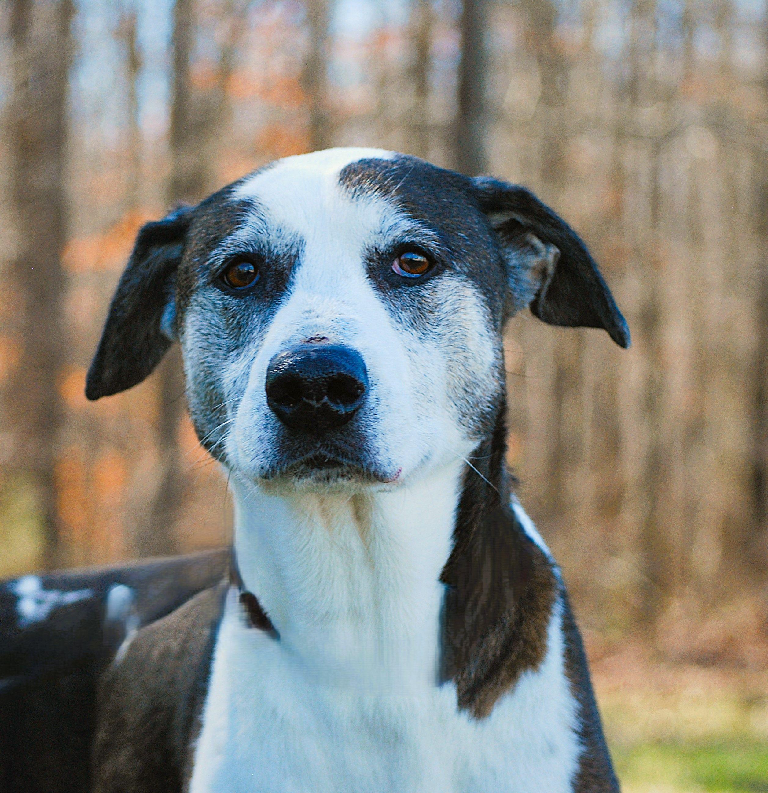 Joy, Adoptable, Adult Female Hound.