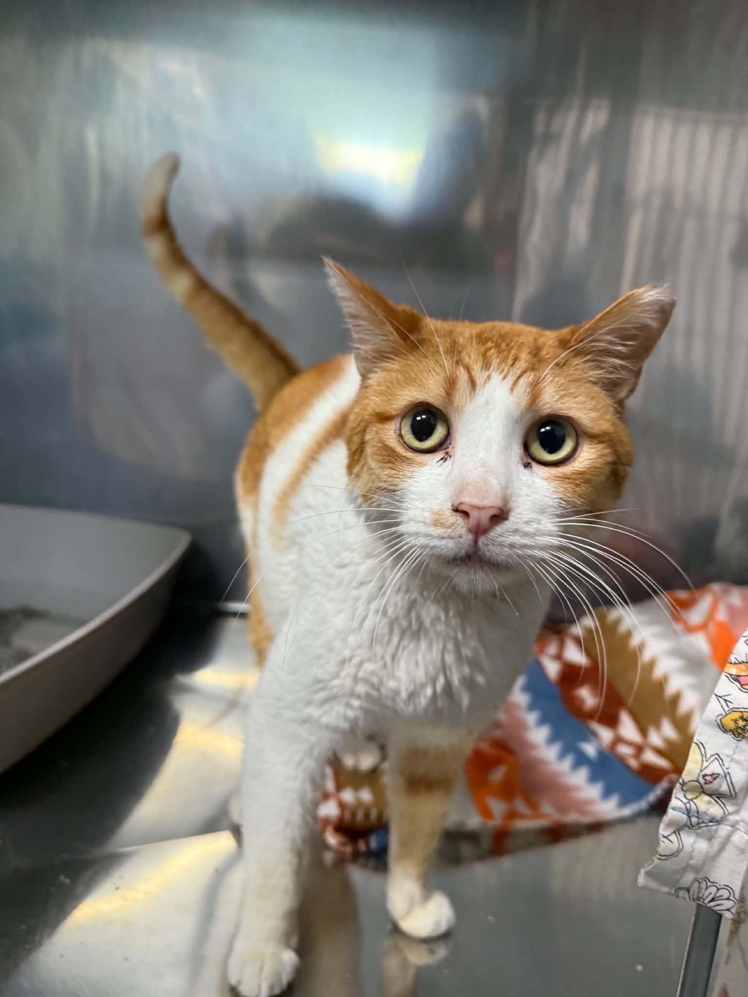 Gumby, adoptable, Adult Male Domestic Short Hair.