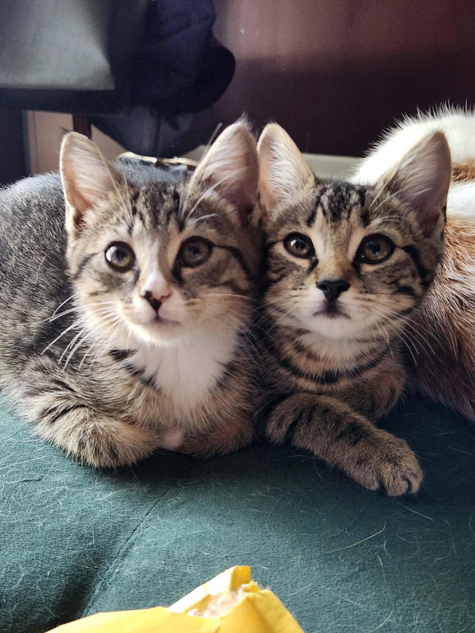 Morgan Malia and Magnolia, ADOPTABLE, Kitten Female Tabby.