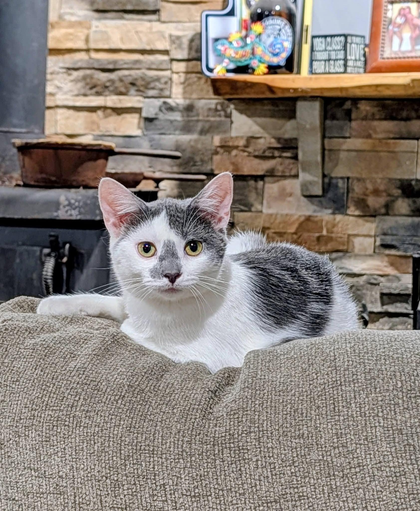 Enlarge Lacey, a Adoptable Domestic Short Hair in Mentor, OH image 1/2