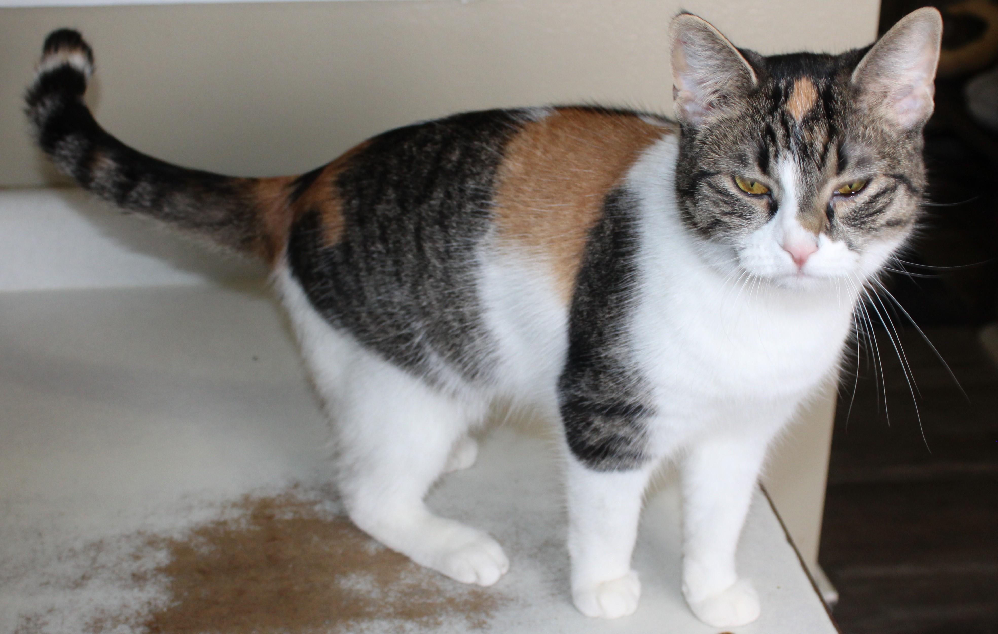 Posch, Adoptable, Adult Female Domestic Short Hair.