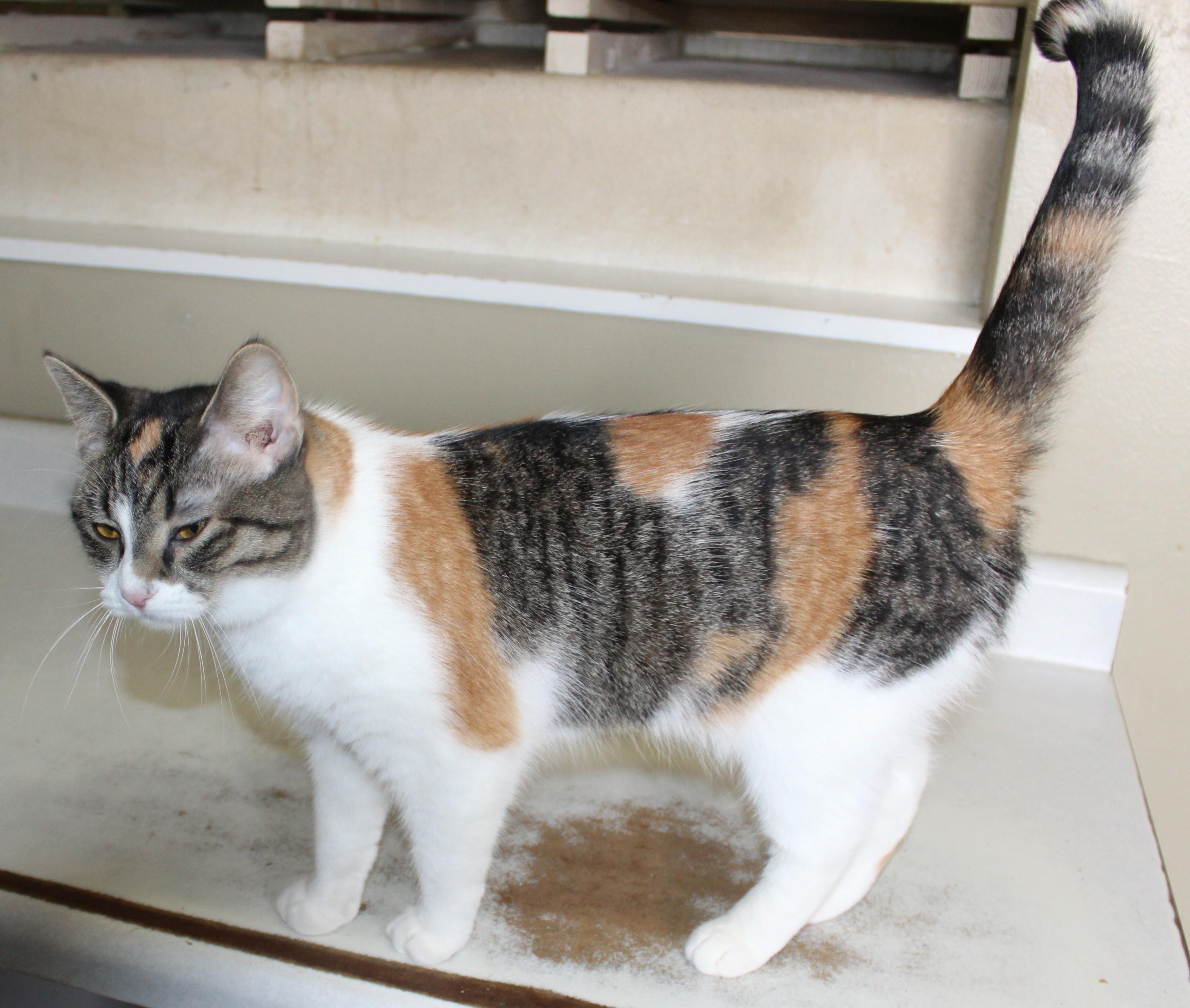 Posch, a Adoptable mixed breed in Huron, SD image 3/3