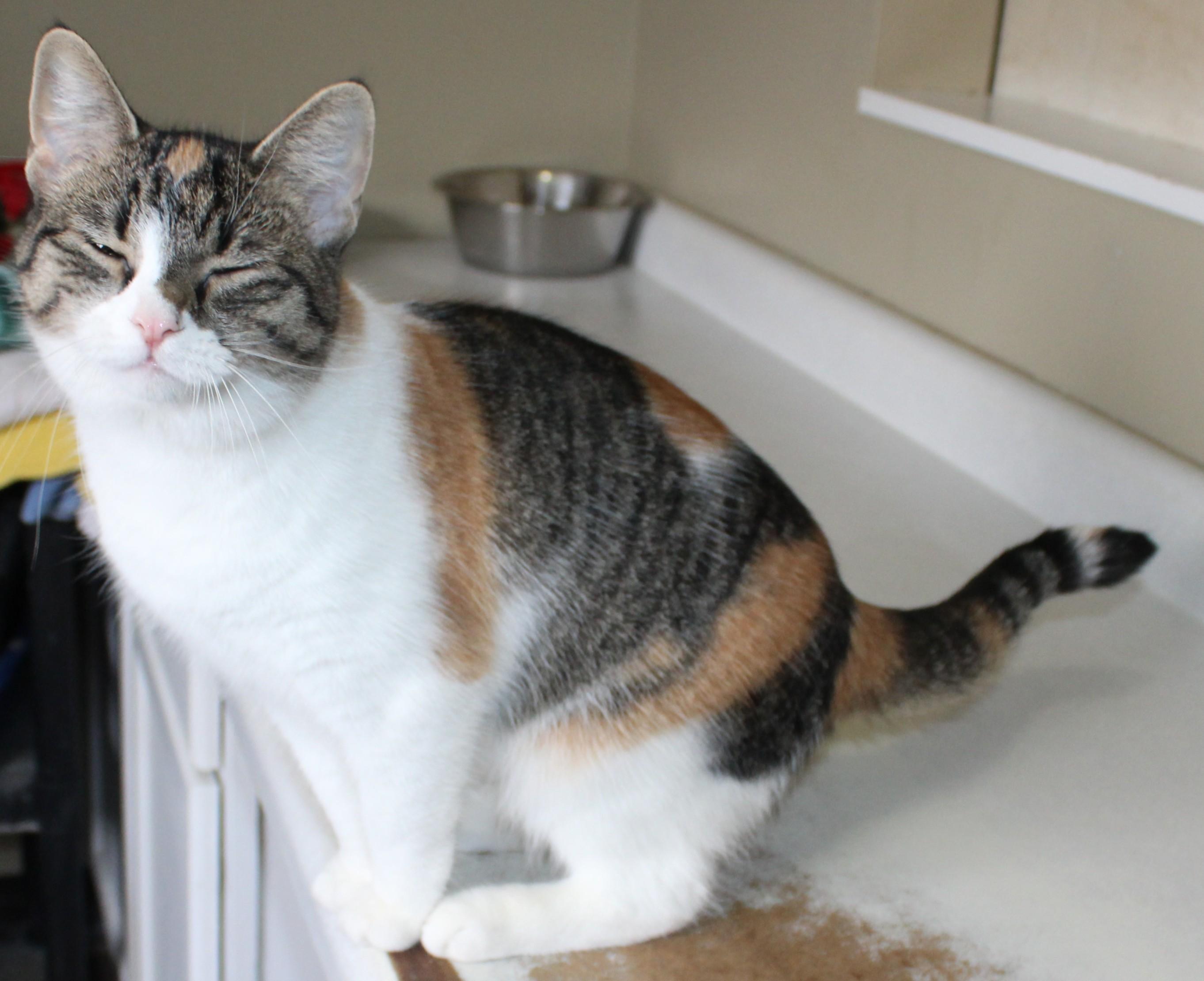 Posch, a Adoptable mixed breed in Huron, SD image 2/3