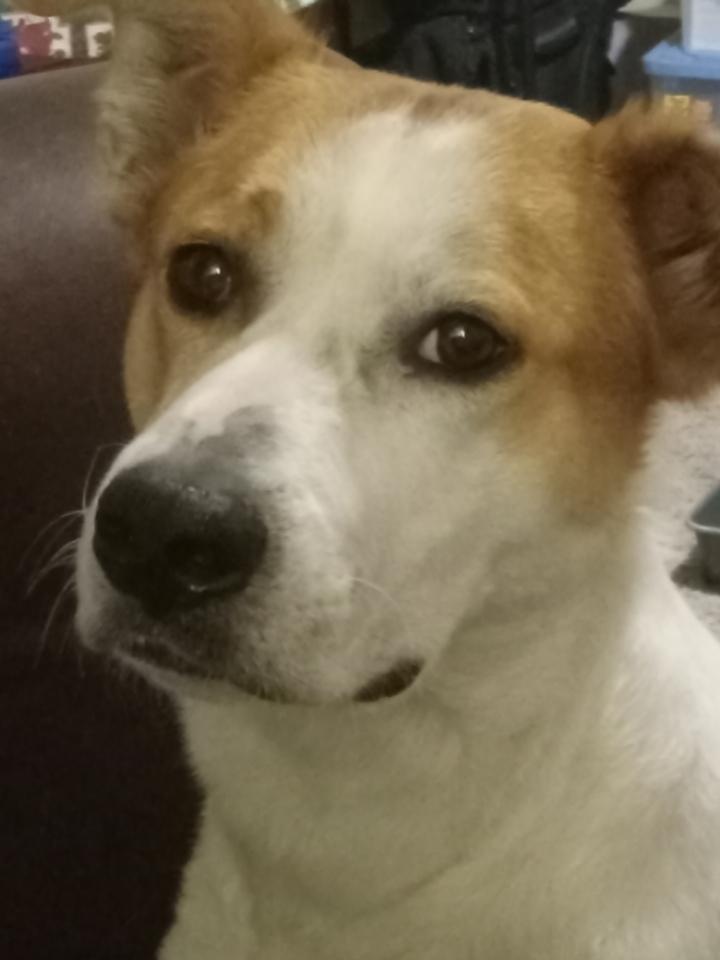 Catalina, Adoptable, Adult Female Labrador Retriever & English Pointer.