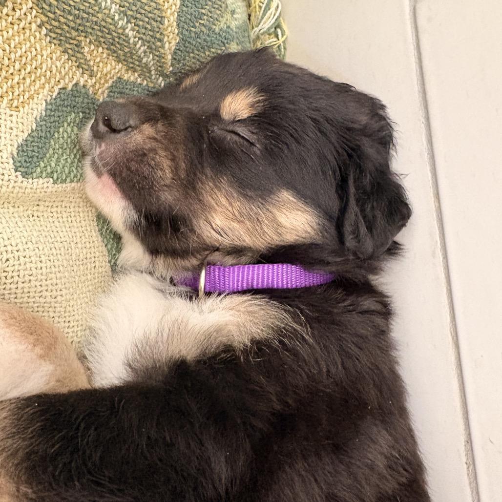 Mr. Darcy, a Adoptable Mixed Breed in Bellingham, WA image 1/4