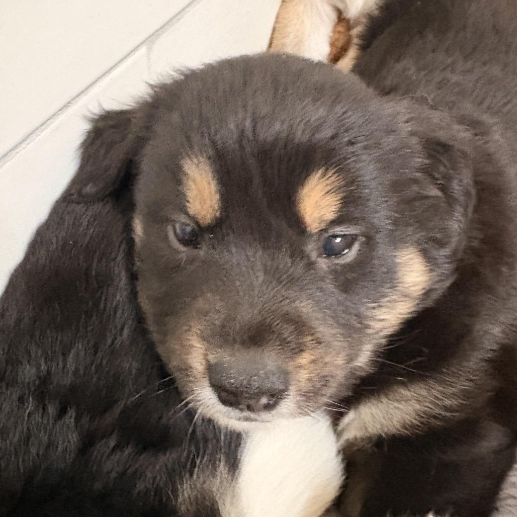 Mr. Darcy, a Adoptable Mixed Breed in Bellingham, WA image 2/4