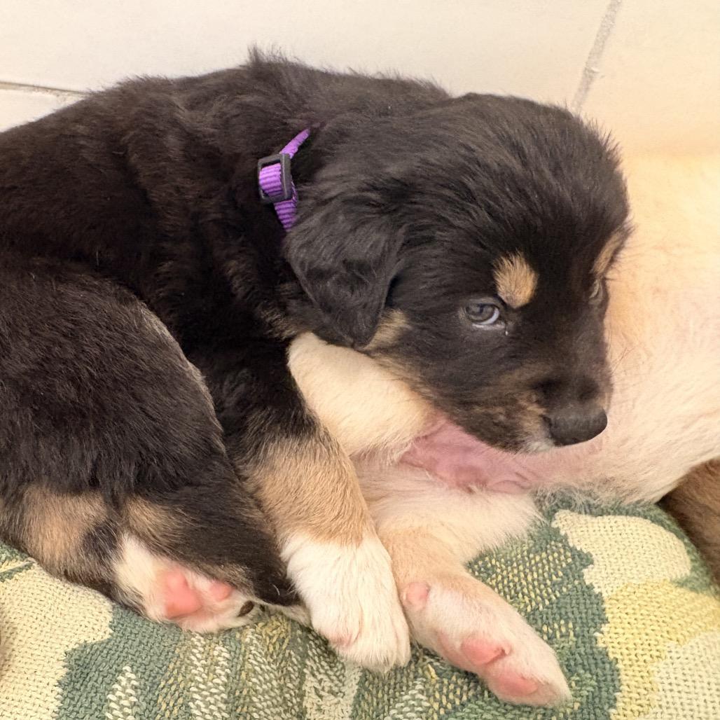 Mr. Darcy, a Adoptable Mixed Breed in Bellingham, WA image 3/4