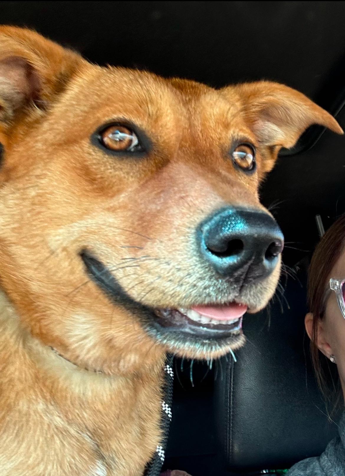 Enlarge Holly, a ADOPTABLE Mixed Breed in Belleville, IL image 2/2