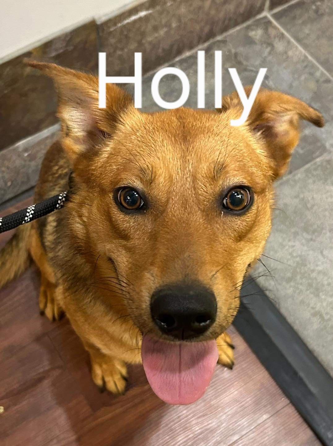 Enlarge Holly, a ADOPTABLE Mixed Breed in Belleville, IL image 1/2