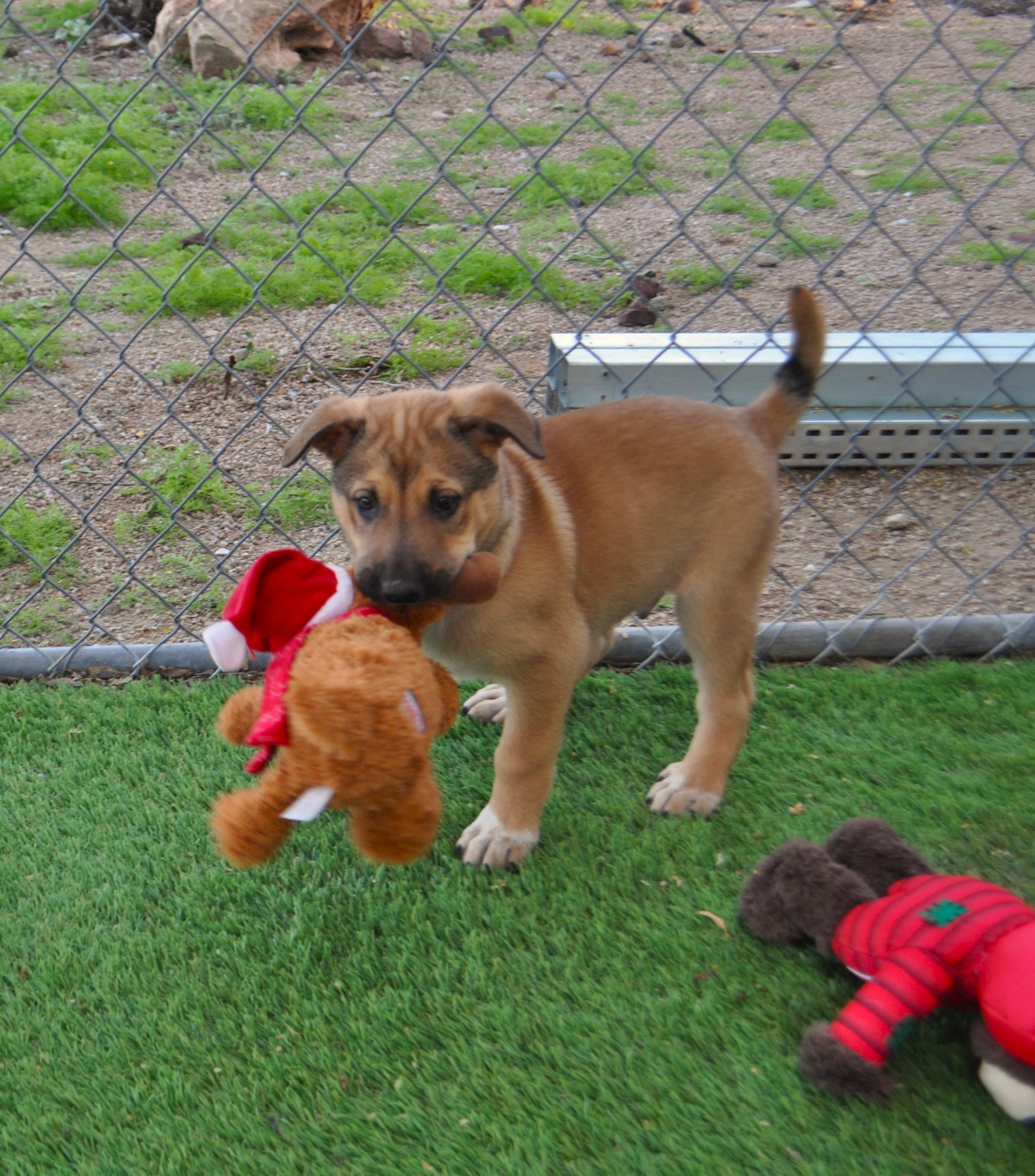 Vanilli, a ADOPTABLE mixed breed in Apache Junction, AZ image 1/4