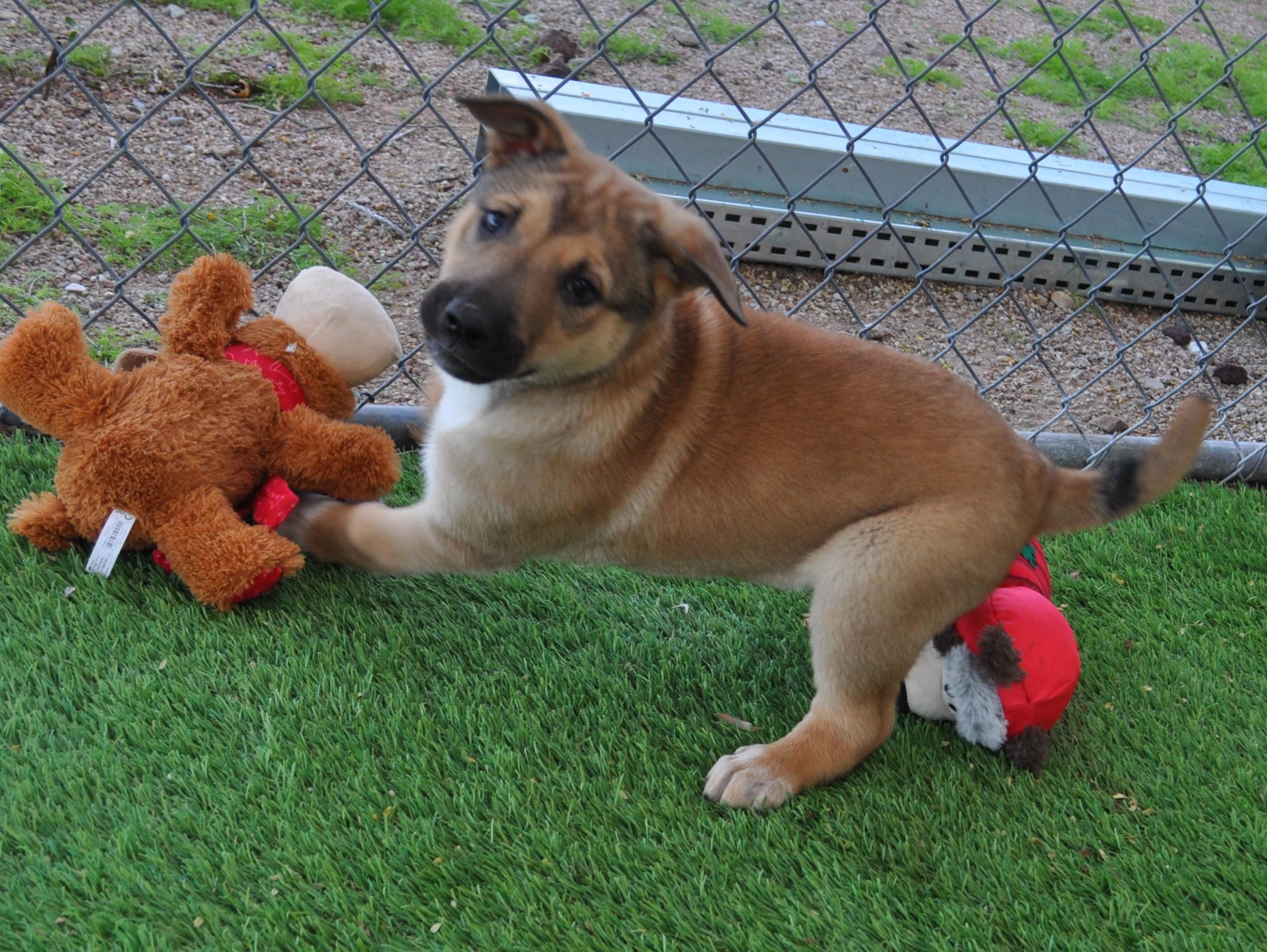 Vanilli, a ADOPTABLE mixed breed in Apache Junction, AZ image 2/4