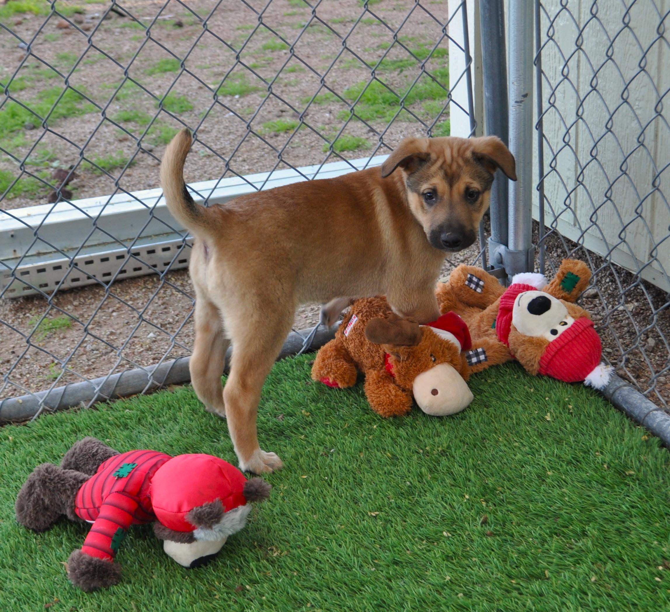 Vanilli, a ADOPTABLE mixed breed in Apache Junction, AZ image 3/4