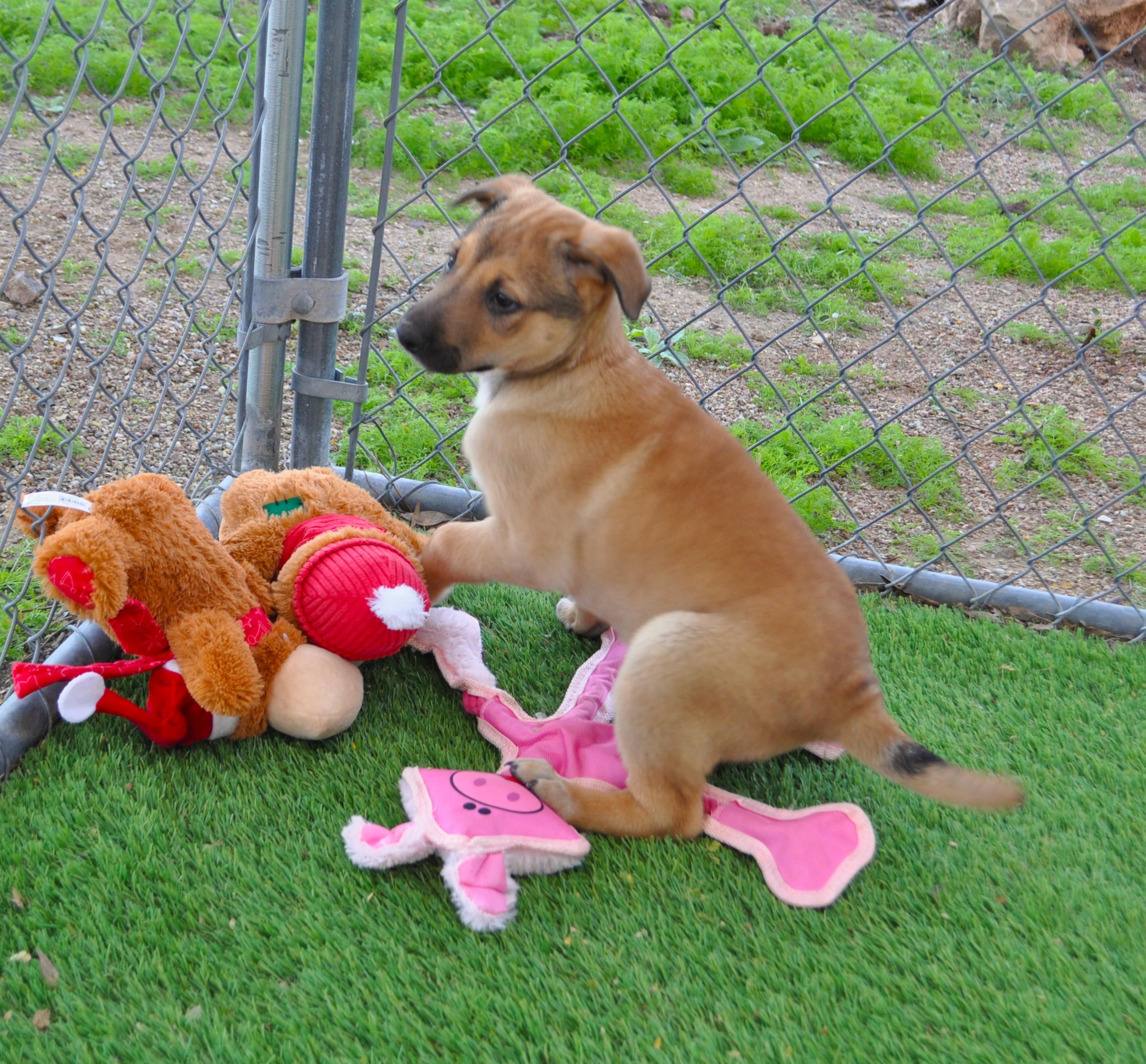 Vanilli, a ADOPTABLE mixed breed in Apache Junction, AZ image 4/4