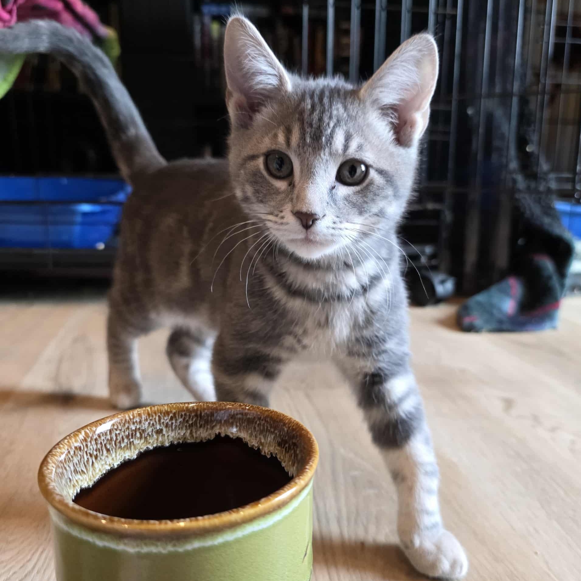 Enlarge Okra, a Adoptable mixed breed in Knox, PA image 2/3