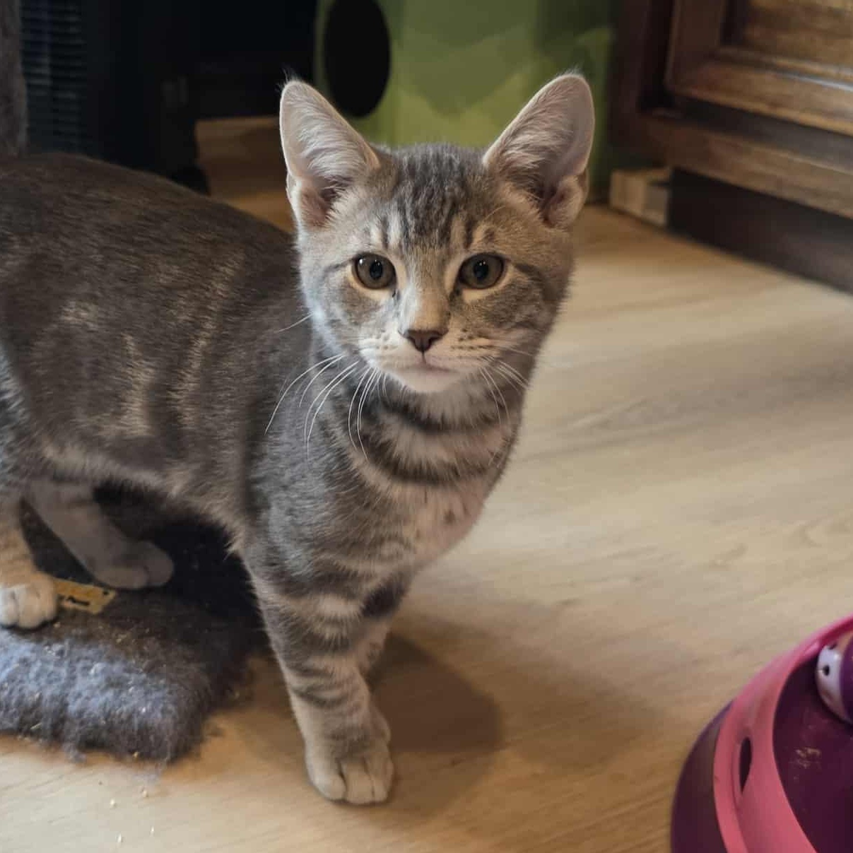 Enlarge Okra, a Adoptable mixed breed in Knox, PA image 3/3