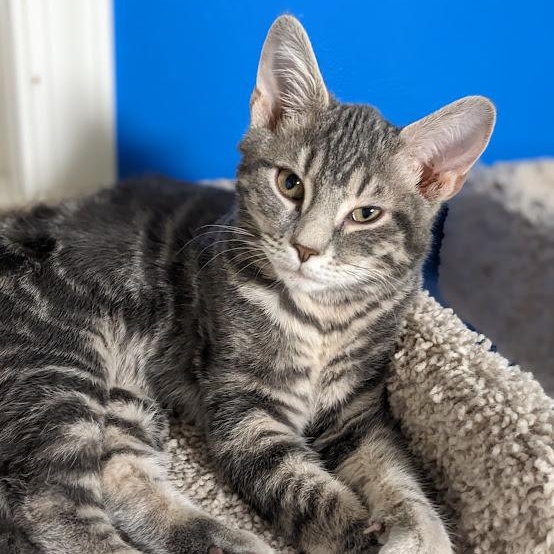 Enlarge Okra, an adopted mixed breed in Knox, PA image 2/6