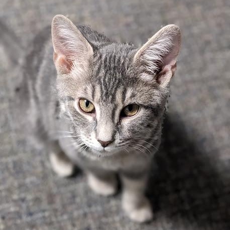 Enlarge Okra, an adopted mixed breed in Knox, PA image 6/6