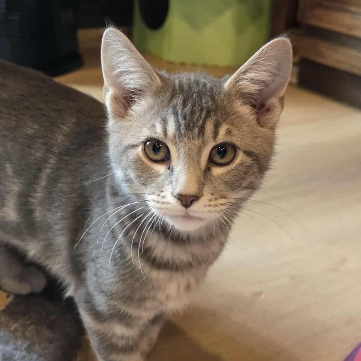 Enlarge Okra, a Adoptable mixed breed in Knox, PA image 1/3