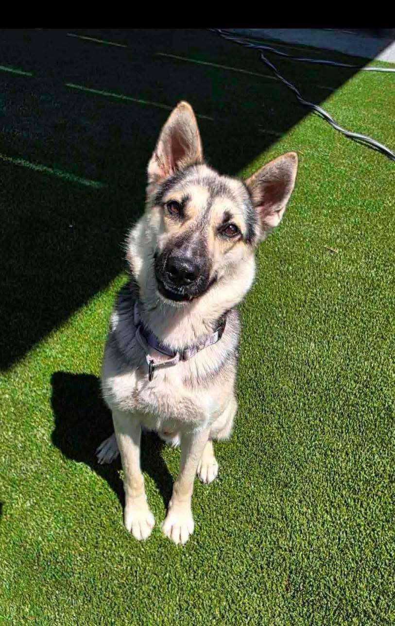 Enlarge Colby, a ADOPTABLE mixed breed in Jefferson City, MO image 1/1