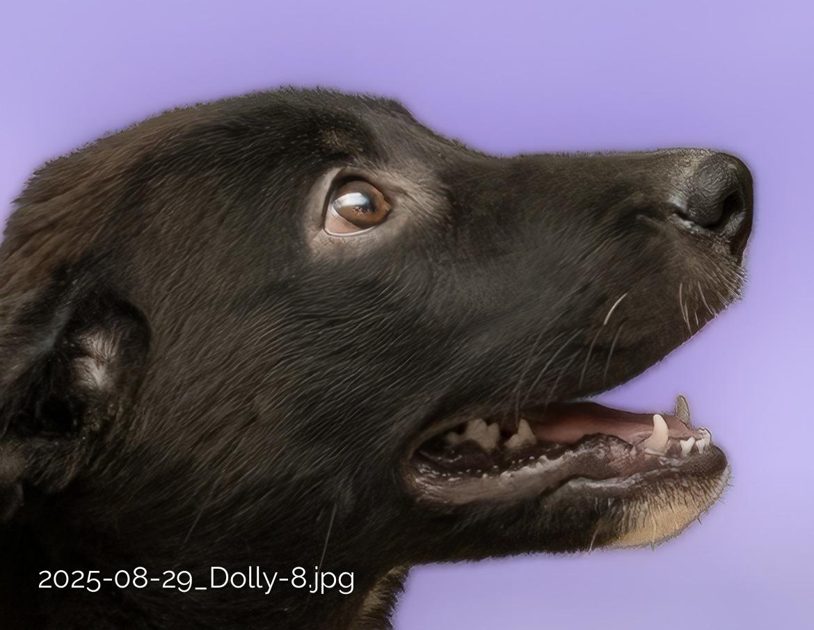 Dolly