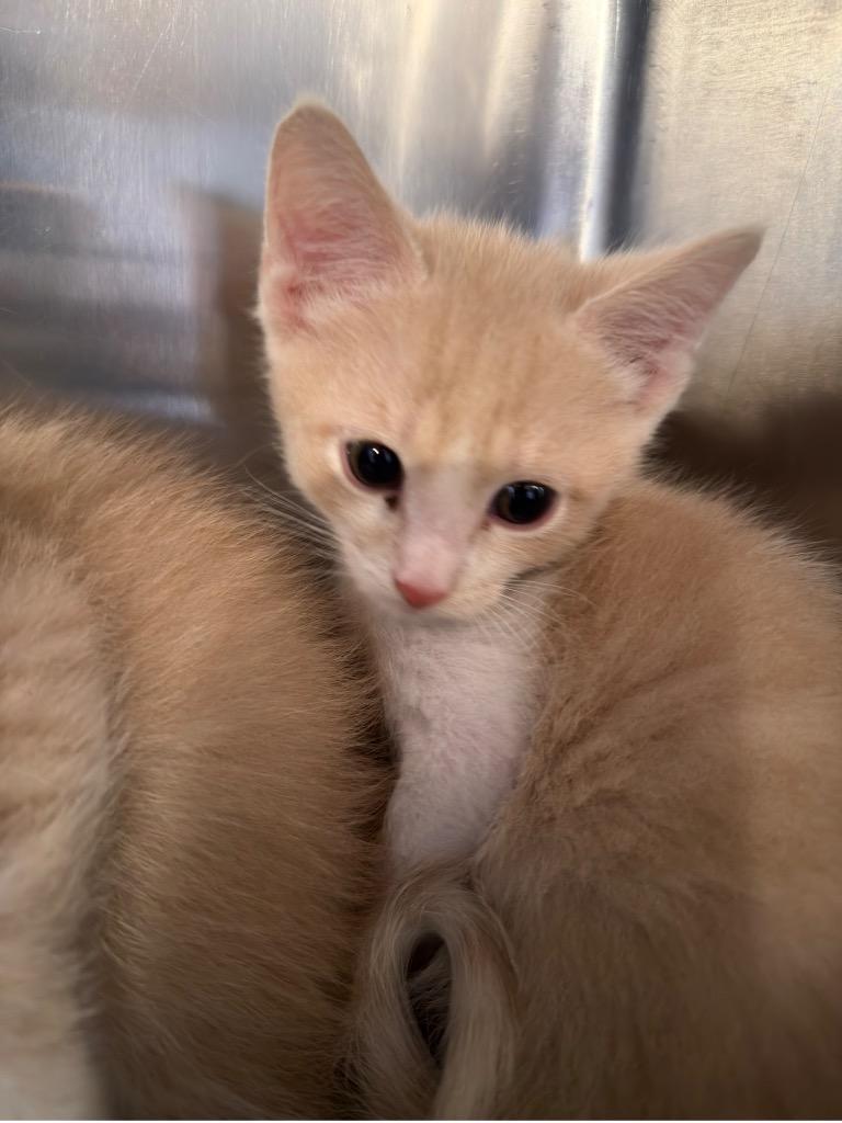 Enlarge Po, a Adopted mixed breed in Peru, NY image 1/1