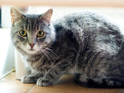 Enlarge Shamrock, a Adoptable mixed breed in Longmont, CO image 1/3