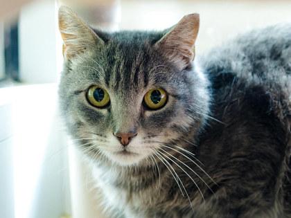 Enlarge Shamrock, a Adoptable mixed breed in Longmont, CO image 2/3