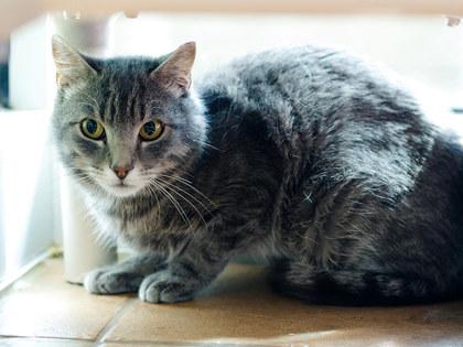 Enlarge Shamrock, a Adoptable mixed breed in Longmont, CO image 3/3