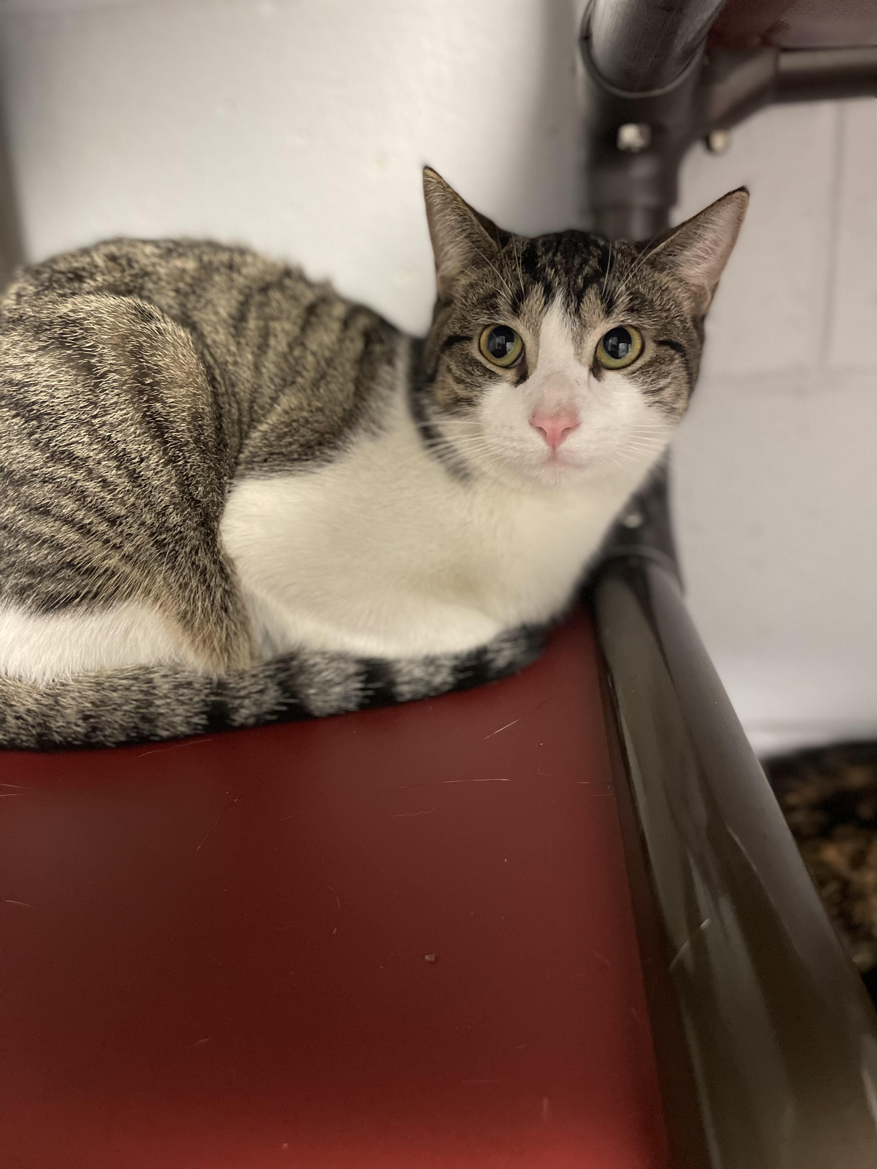 Enlarge Franken Berry, a Adoptable Domestic Short Hair in East Northport, NY image 1/6