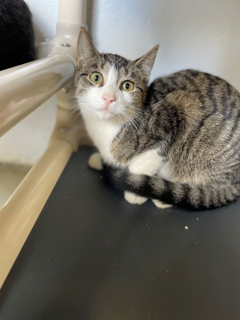Franken Berry, Adult Male Domestic Short Hair