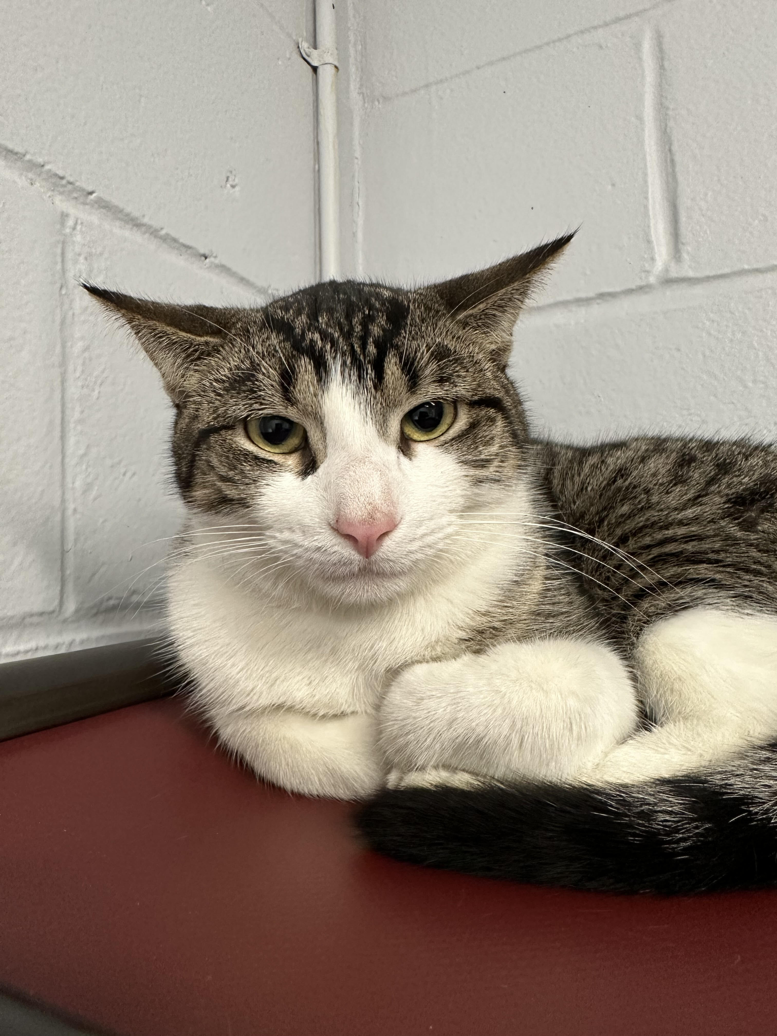 Enlarge Franken Berry, a Adoptable Domestic Short Hair in East Northport, NY image 3/6