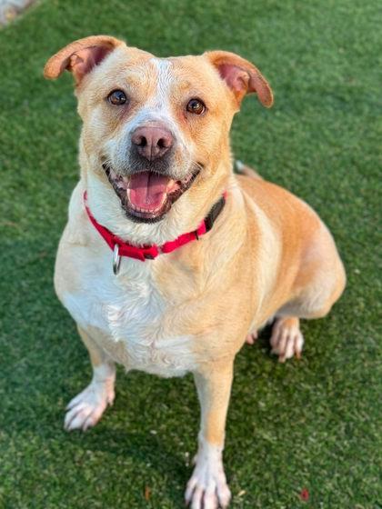 Enlarge Creamsicle, a Adoptable mixed breed in Gastonia, NC image 1/3