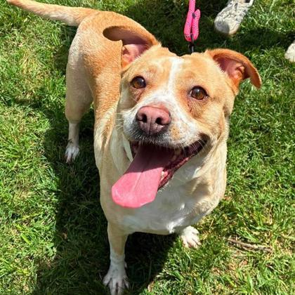 Enlarge Creamsicle, a Adoptable mixed breed in Gastonia, NC image 2/3
