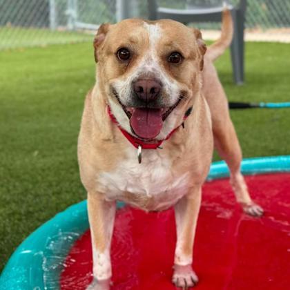 Enlarge Creamsicle, a Adoptable mixed breed in Gastonia, NC image 3/3