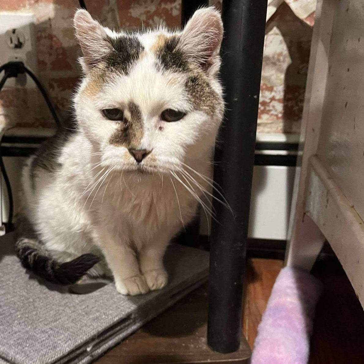 Beverly (senior lap cat), a Adoptable Calico in Huntington, NY image 1/3