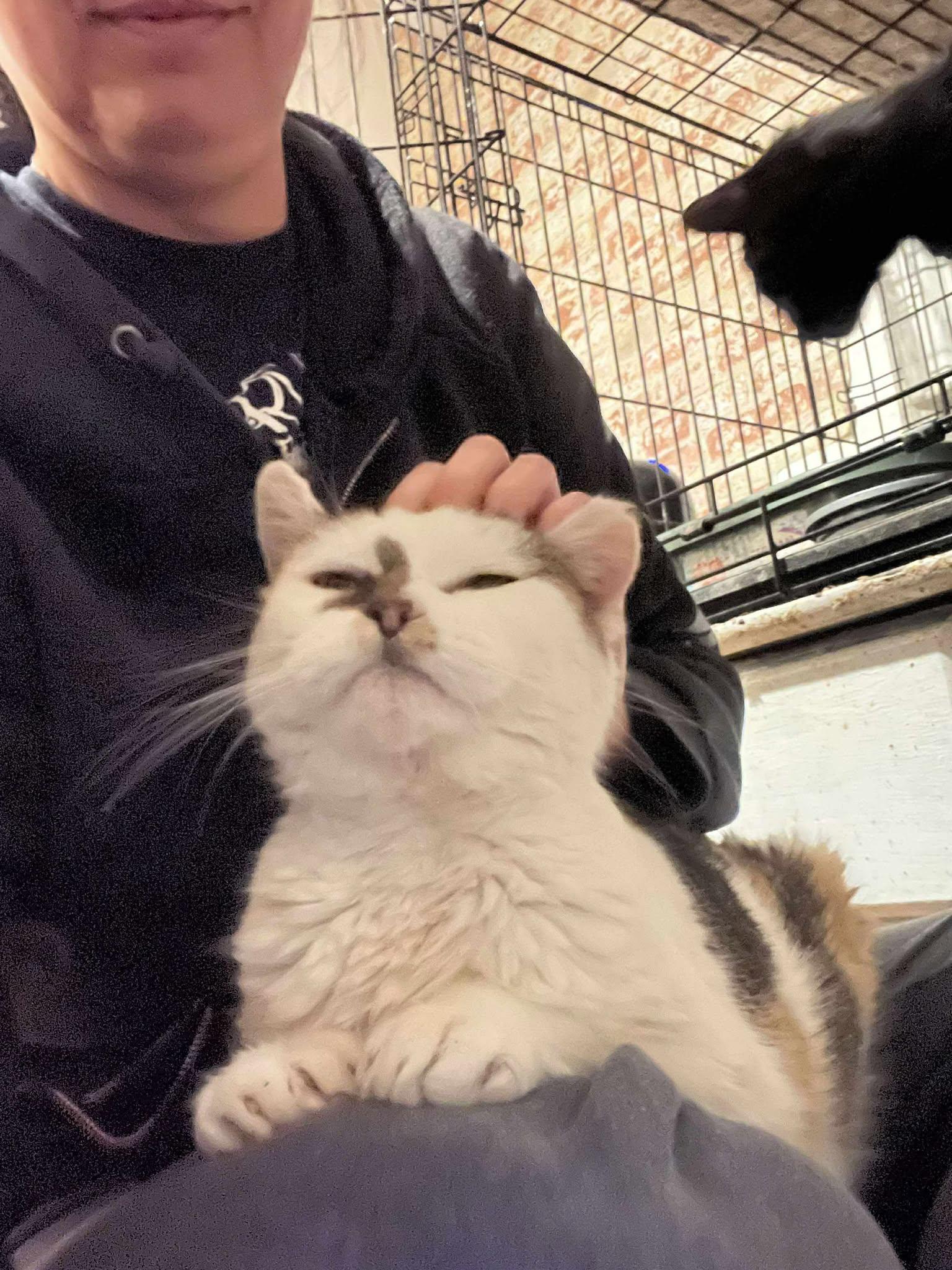Beverly (senior lap cat), a Adoptable Calico in Huntington, NY image 2/3