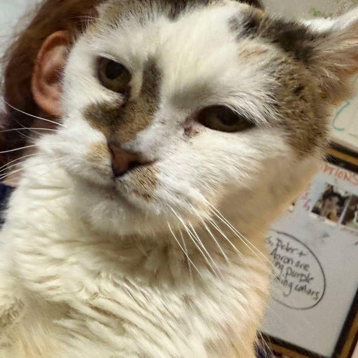 Beverly (senior lap cat), a Adoptable Calico in Huntington, NY image 3/3