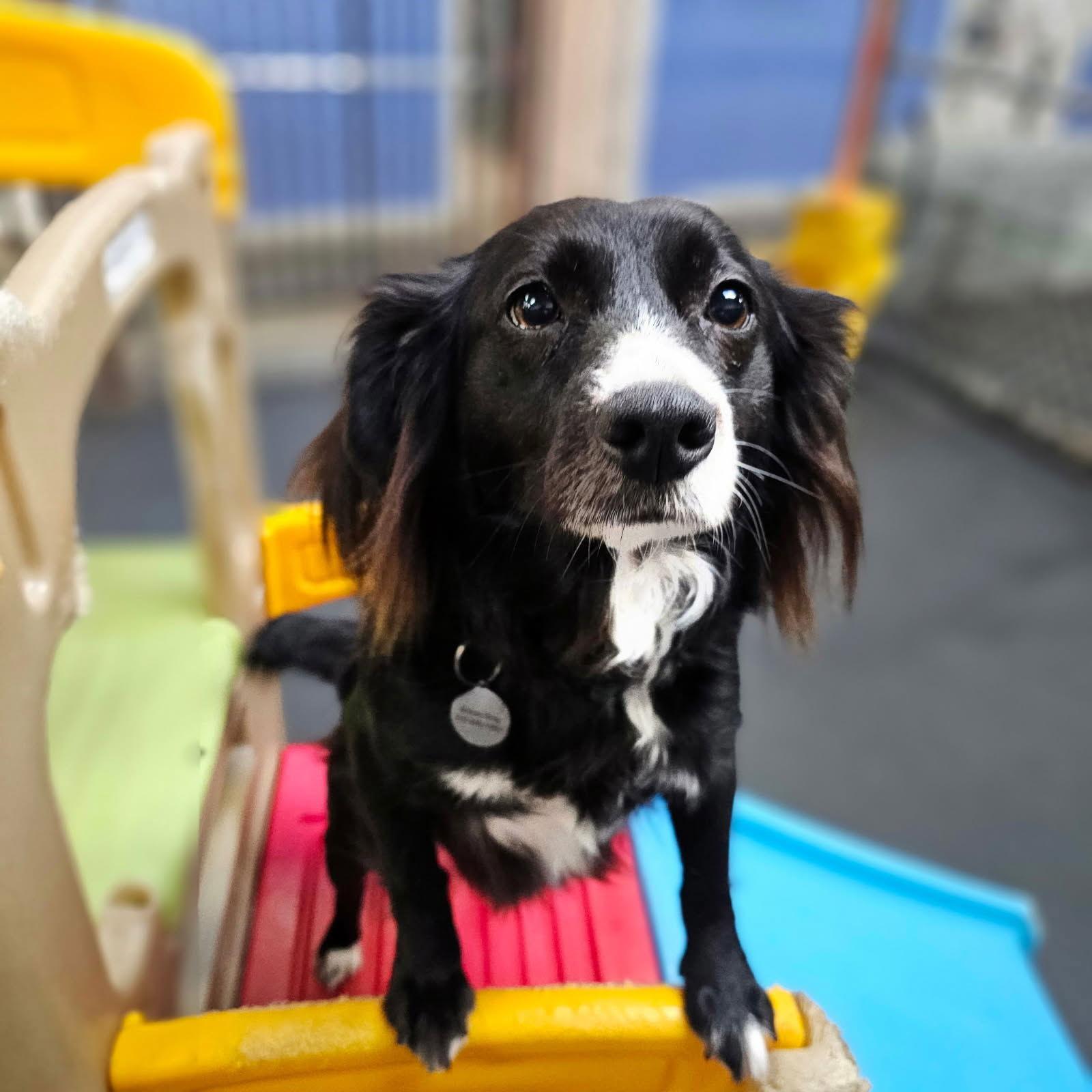 Enlarge Marley, a Adoptable Mixed Breed in Los Angeles, CA image 1/3