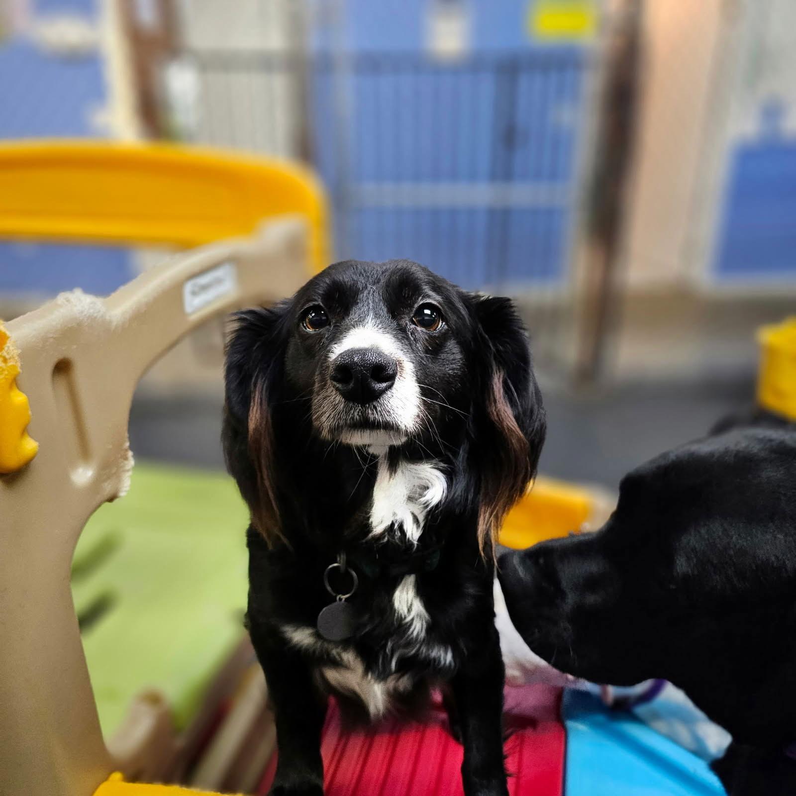 Enlarge Marley, a Adoptable Mixed Breed in Los Angeles, CA image 2/3