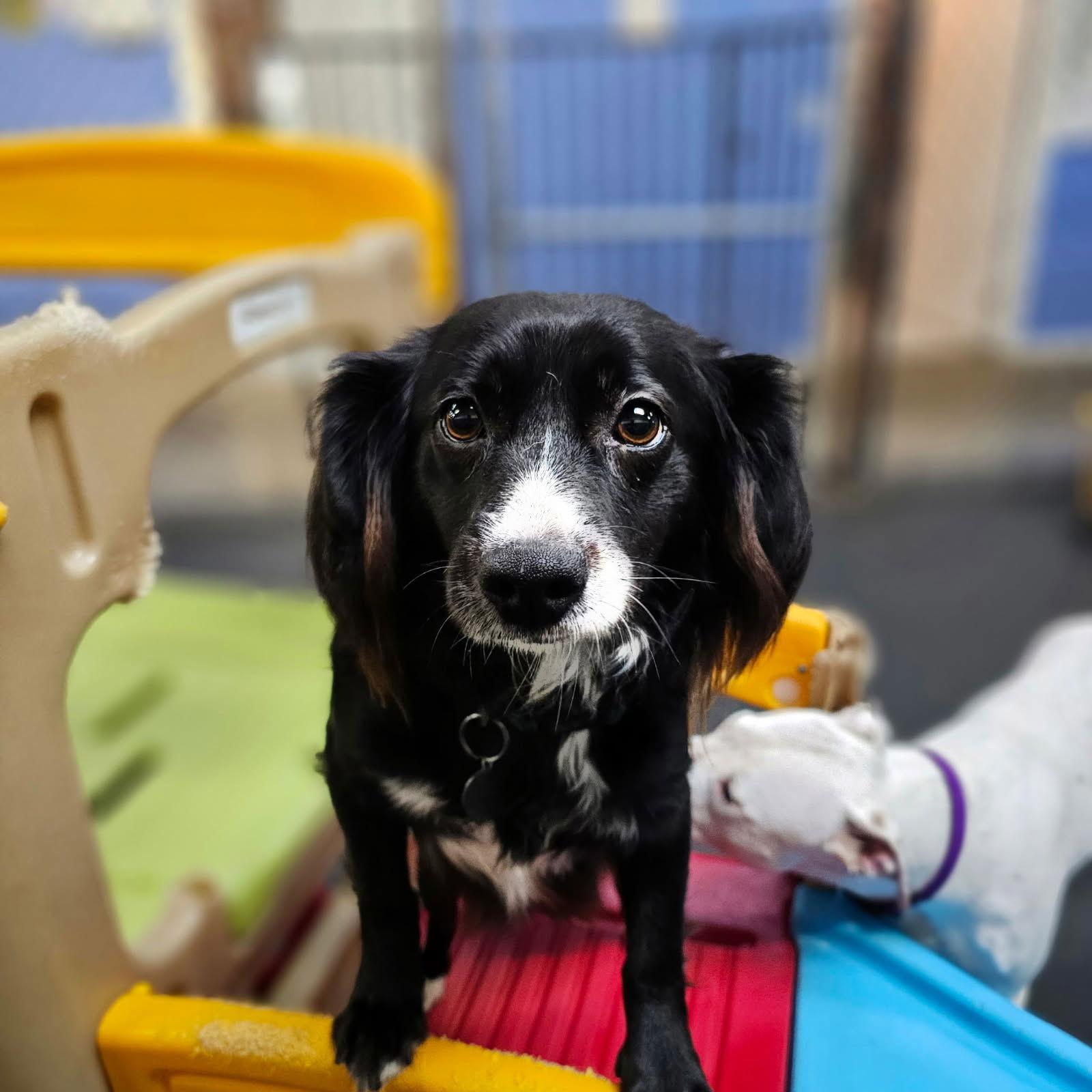 Enlarge Marley, a Adoptable Mixed Breed in Los Angeles, CA image 3/3